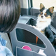 Image for article titled I Need Honda Japan to Start Selling Its Dog Accessories in the U.S.